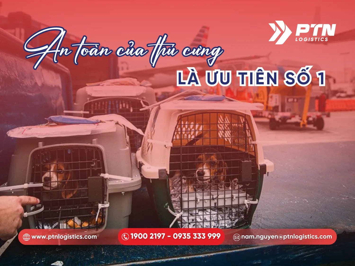 An toàn của thú cưng là ưu tiên hàng đầu