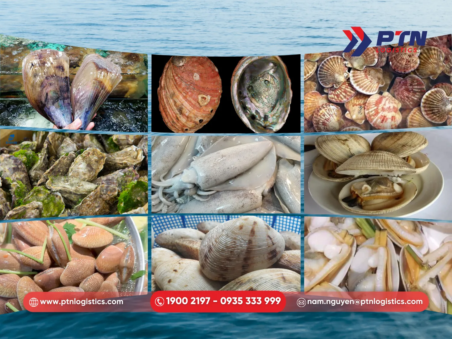 Các loại nhuyễn thể được phép nhập khẩu