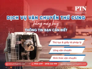 Dịch vụ vận chuyển thú cưng bằng máy bay