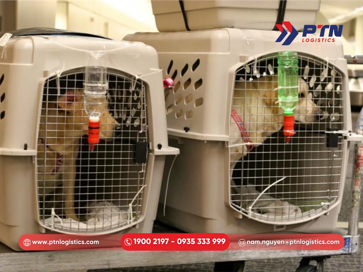 Thủ tục thông quan và nhận thú cưng ngay tại sân bay