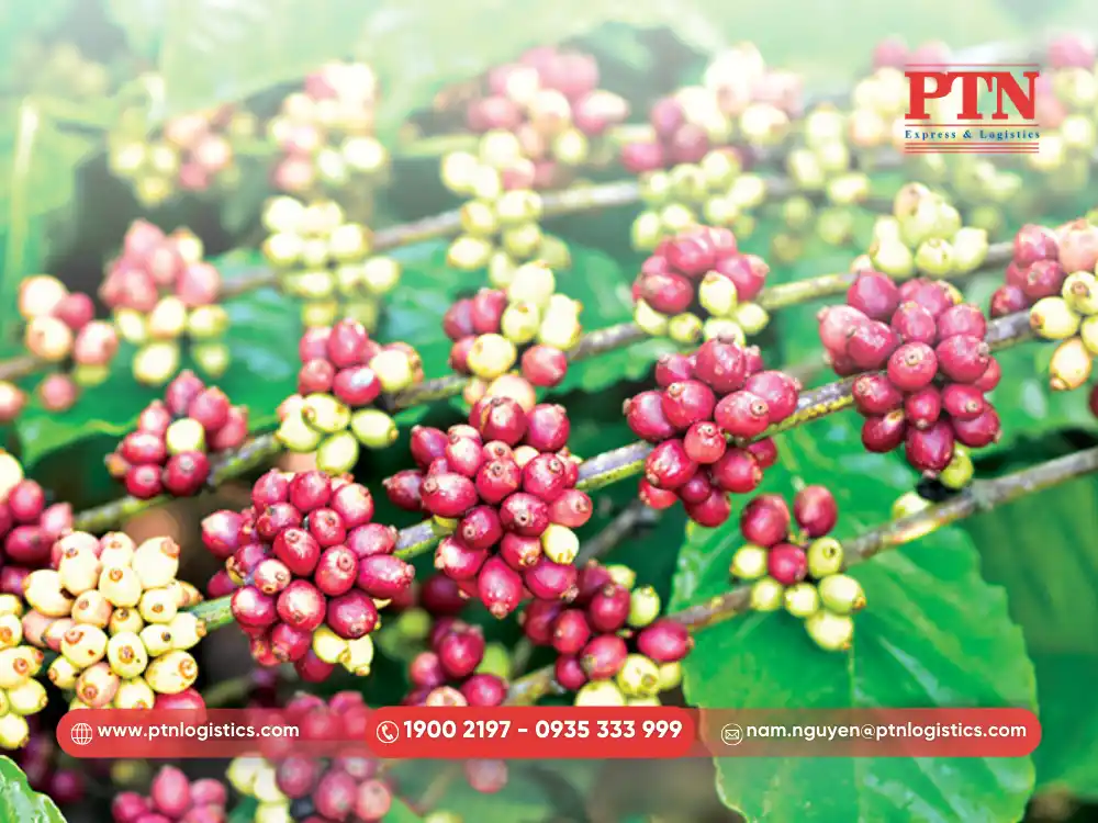 Trung Quốc nhập khẩu cà phê từ Việt Nam