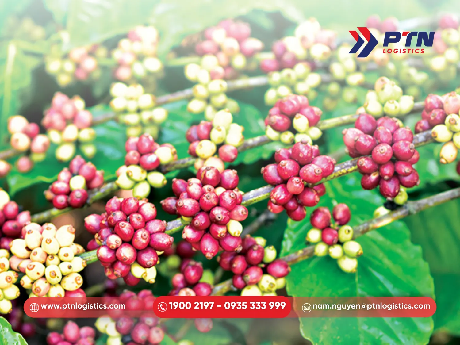 Trung Quốc nhập khẩu cà phê Việt Nam