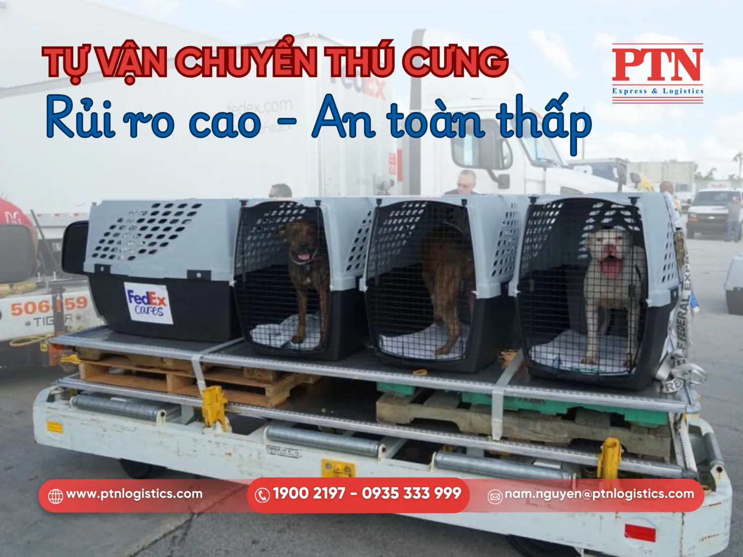 Các rủi ro khi tự vận chuyển thú cưng