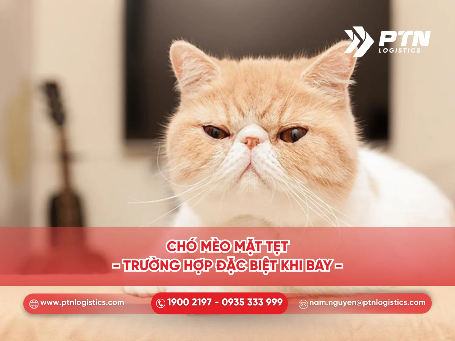 Chó mèo mặt tẹt là trường hợp đặt biệt khi bay