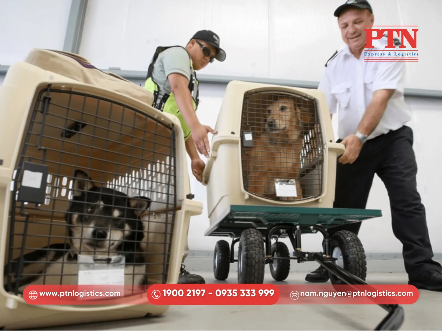 Chuẩn bị lồng vận chuyển chuyên dụng