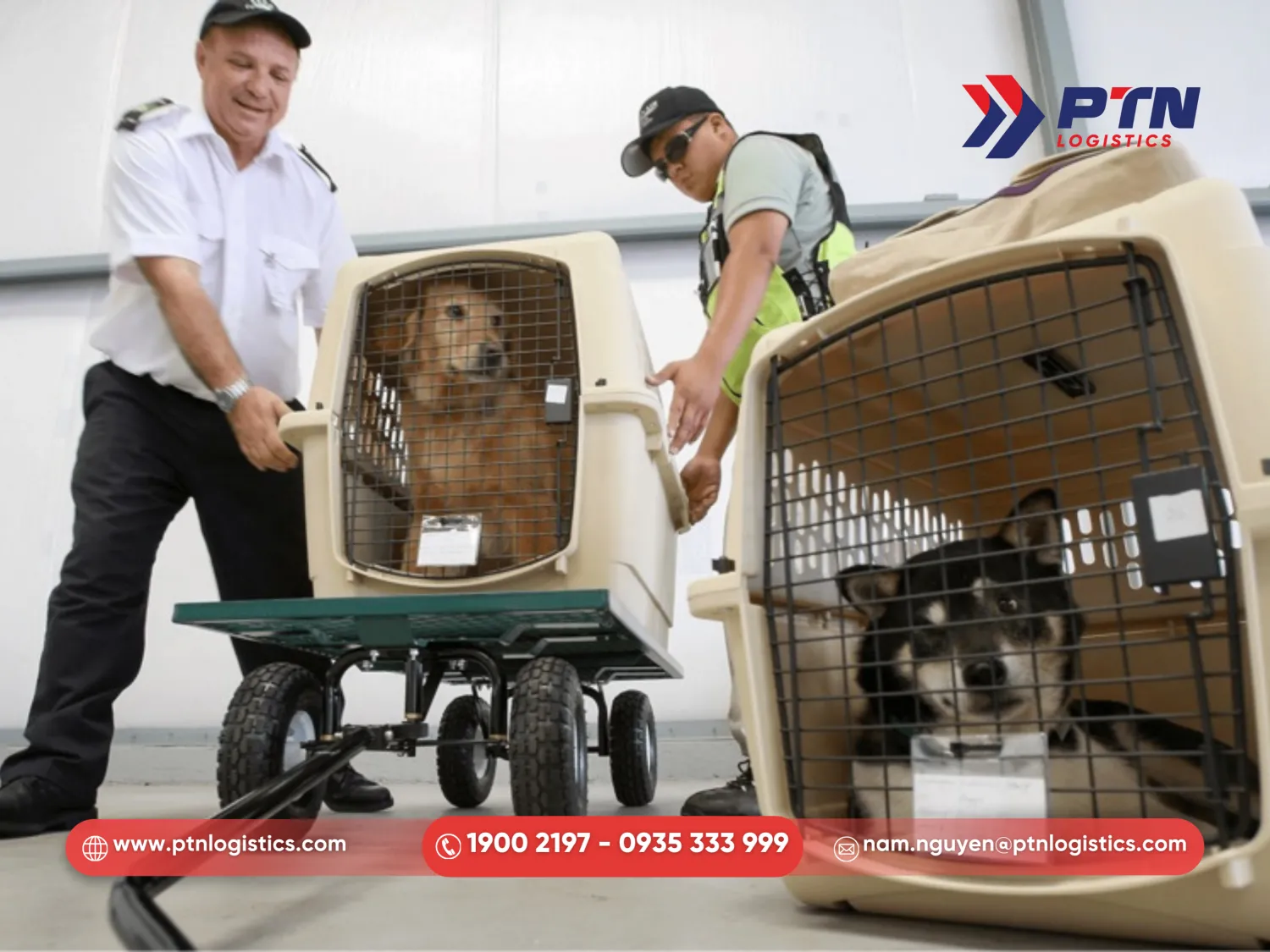 Chuẩn bị lồng vận chuyển thú cưng đúng chuẩn