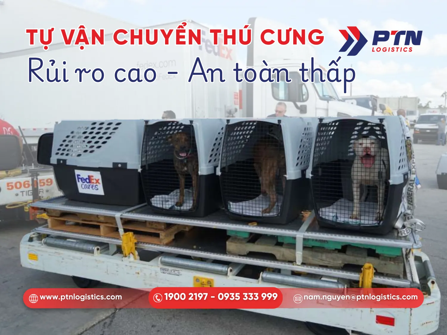 Rủi ro khi tự vận chuyển thú cưng