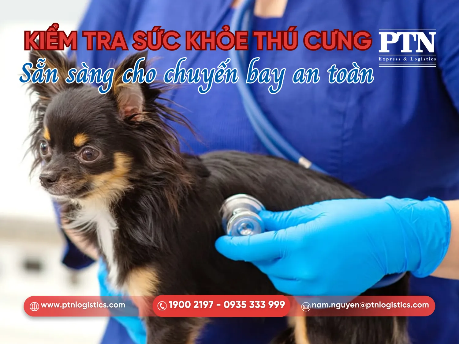 Tiến hành kiểm tra sức khỏe thú cưng