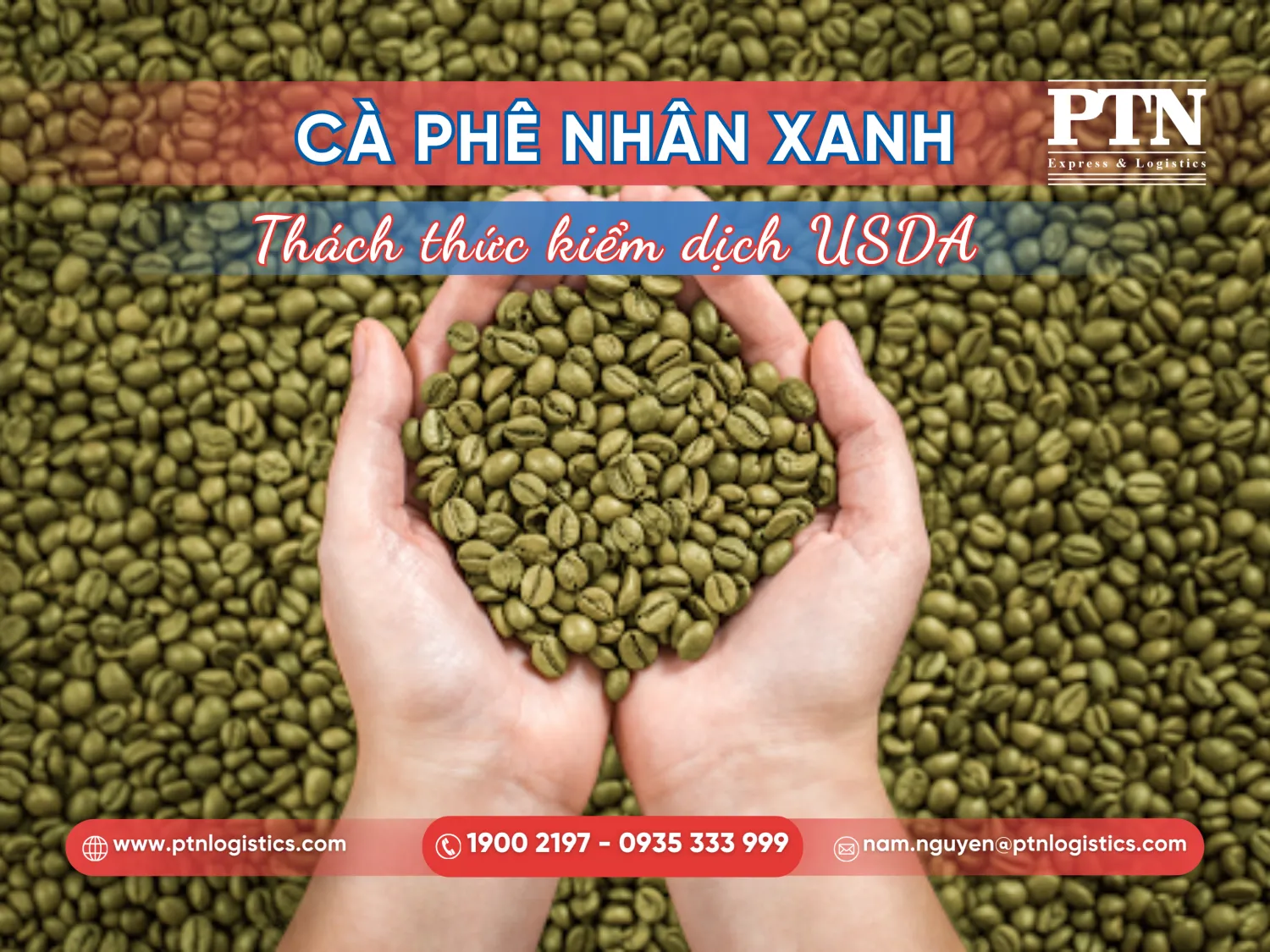 Kiểm dịch thực vật với cà phê nhân xanh