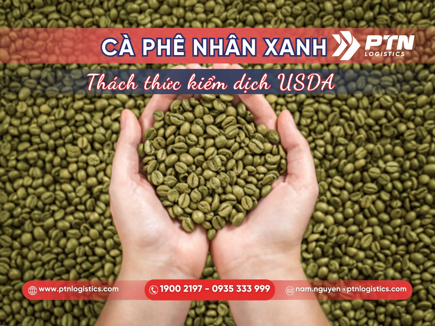 Tiến hành kiểm dịch thực vật với cà phê nhân xanh