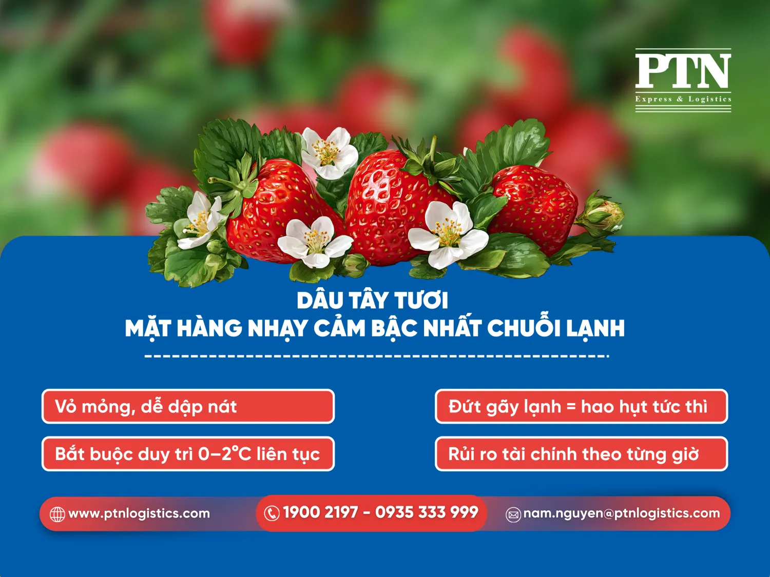 Dâu tây tươi - Mặt hàng nhạy cảm bậc nhất chuỗi lạnh