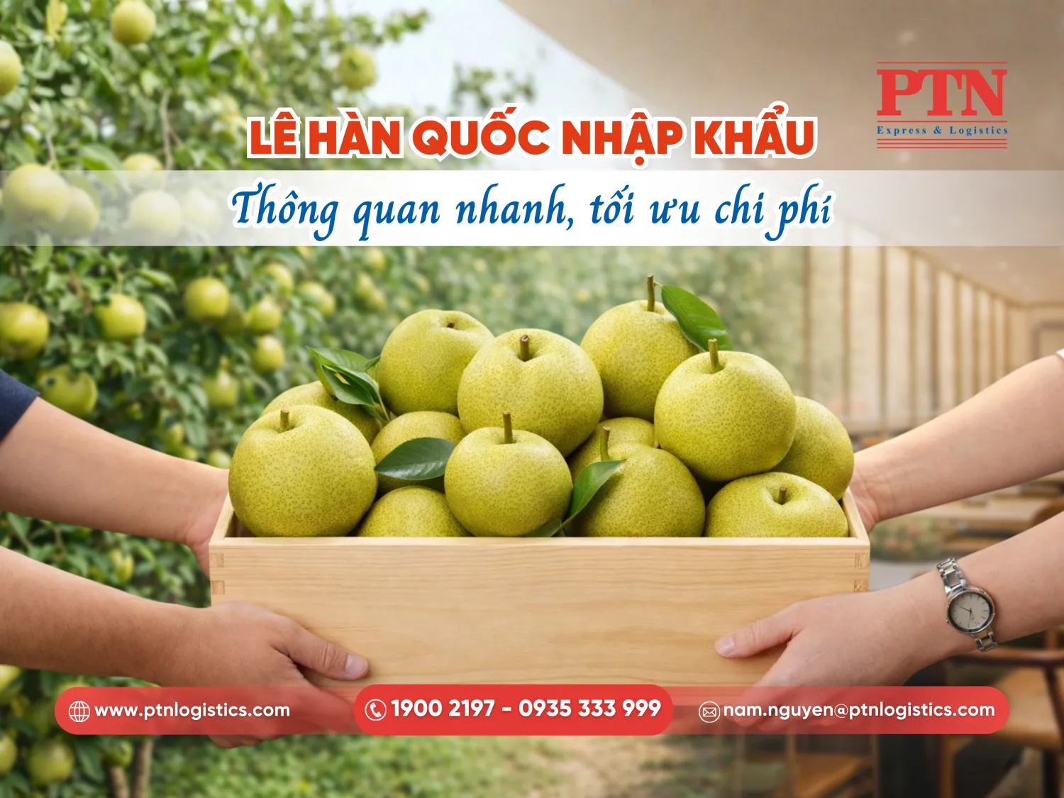 Lê nhập khẩu Hàn Quốc