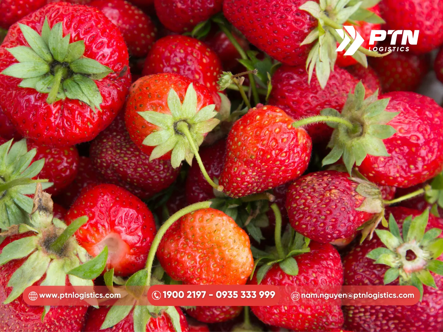 Nhập khẩu hàng dâu tây Hàn Quốc