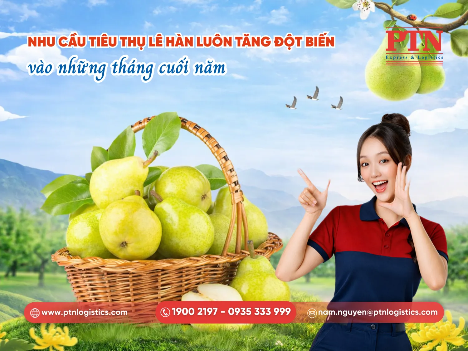 Nhu cầu tiêu thụ lê Hàn Quốc luôn tăng đột biến vào những ngày cuối năm