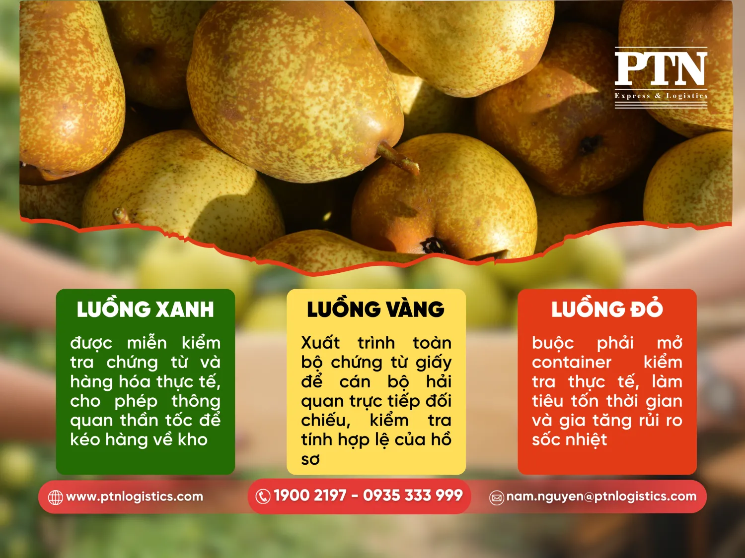 Phân luồng hải quan ảnh hưởng đến lô hàng lê nhập khẩu Hàn Quốc