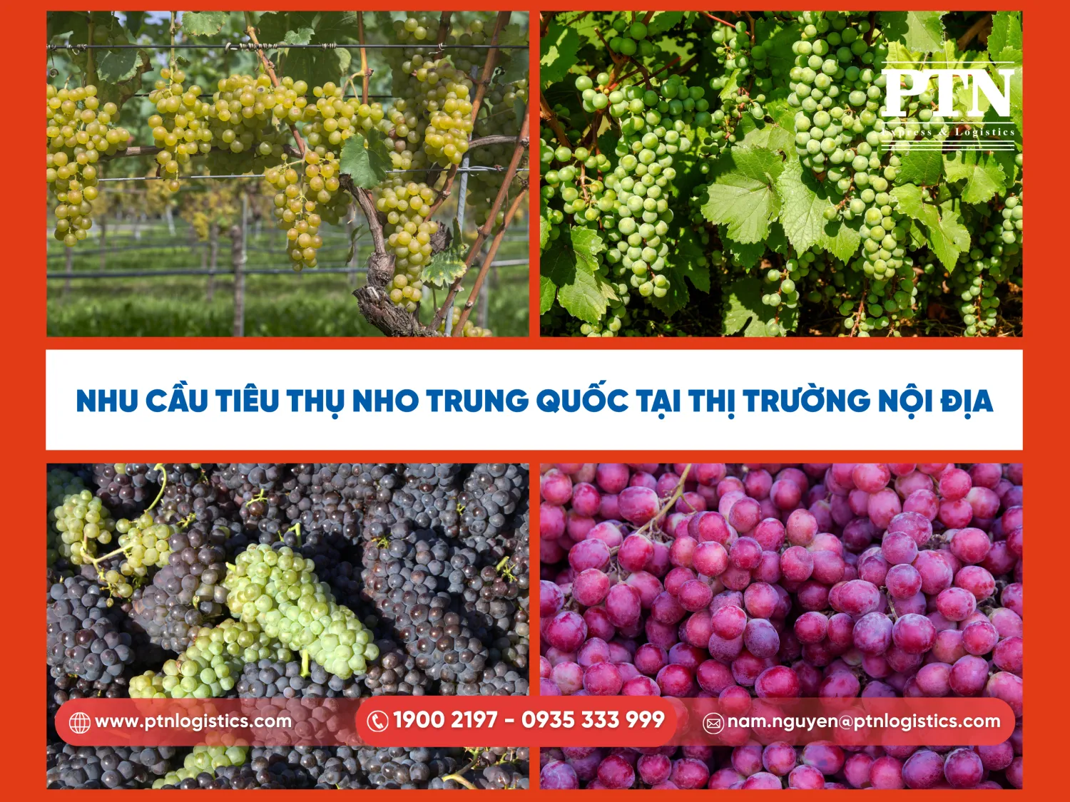 Nhu cầu tiêu thụ nho Trung Quốc tại thị trường nội địa