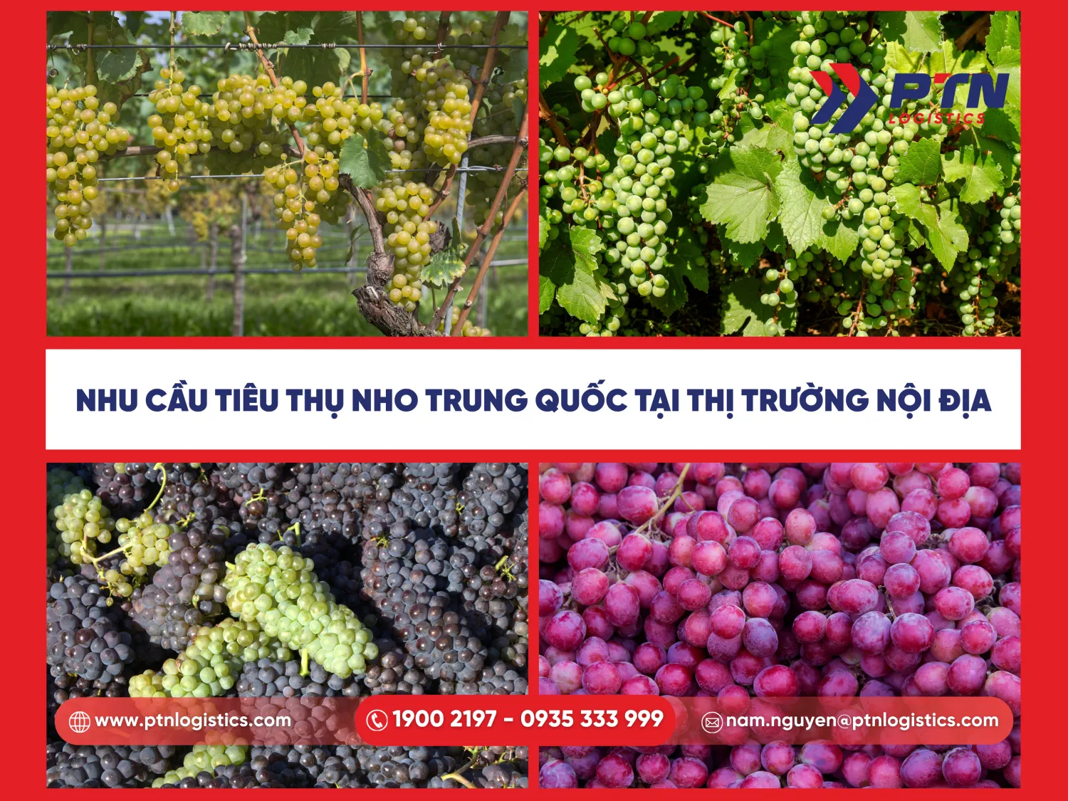 Nhu cầu tiêu thụ nho Trung Quốc tại thị trường nội địa Việt Nam